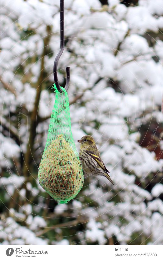 Erlenzeisig am Futterknödel Natur Tier Wolken Winter Eis Frost Schnee Baum Garten Park Wildtier Vogel Tiergesicht Flügel "Carduelis spinus Weibchen Erlenzeisig"