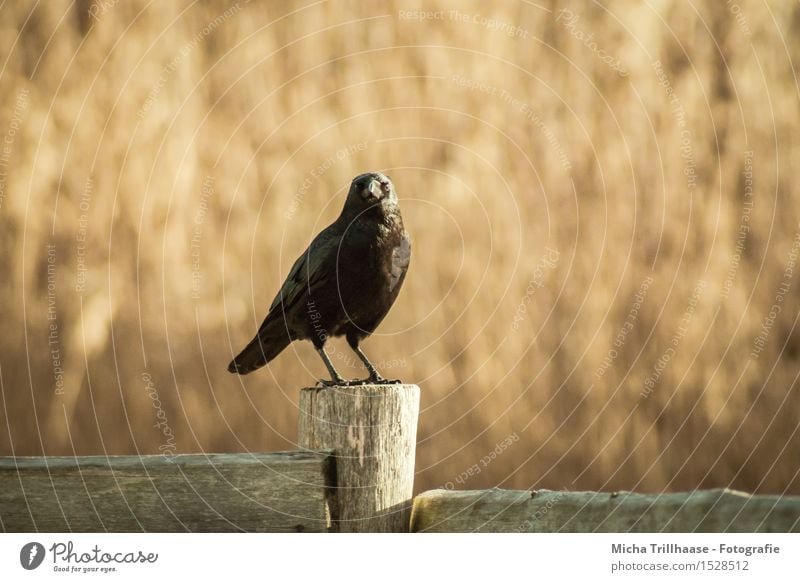 Blickkontakt Natur Tier Sonnenlicht Wetter Schönes Wetter Wildtier Vogel Tiergesicht Flügel 1 Holz beobachten fliegen sitzen frech natürlich Neugier orange