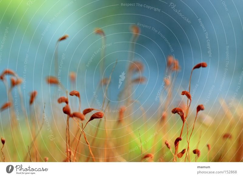 Bodendecker I Herbst herbstlich Schönes Wetter weich sprießen zart hell grün blau braun aufwärts Herbstfärbung Natur Kraft