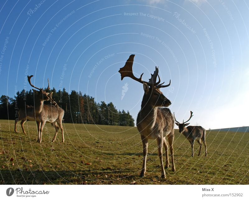 umme Ecke Farbfoto Außenaufnahme Winter Tier Wiese Wald Wildtier grün Hirsche Reh Rentier Horn Säugetier Rudi