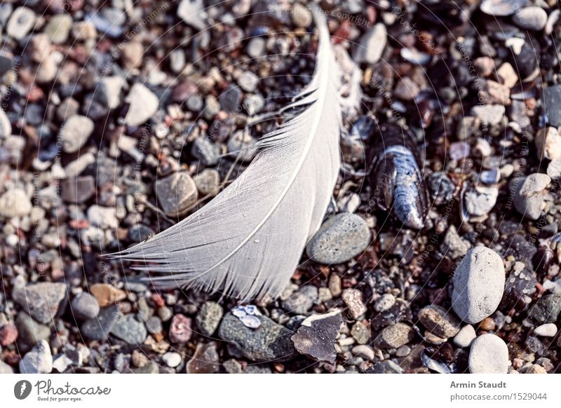 Federfund IV ruhig Ferien & Urlaub & Reisen Strand Meer Insel Umwelt Natur Erde Sand Küste Ostsee Vogel Stein alt liegen natürlich trocken Stimmung Tod