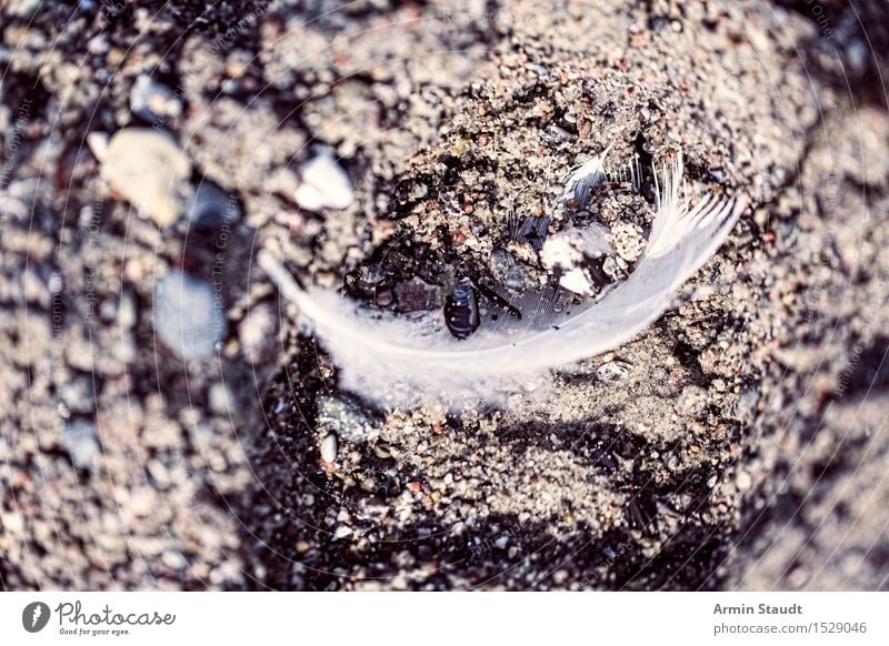 Federfund III ruhig Ferien & Urlaub & Reisen Strand Meer Insel Umwelt Natur Erde Sand Küste Ostsee Vogel Stein alt liegen natürlich trocken Stimmung Tod