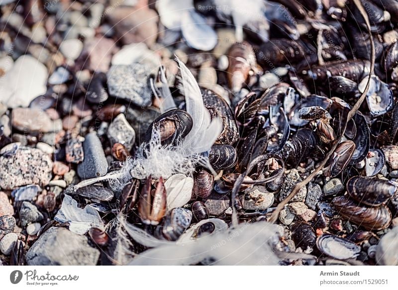 Federfund II ruhig Ferien & Urlaub & Reisen Strand Meer Insel Umwelt Natur Erde Sand Küste Ostsee Vogel Stein alt liegen natürlich trocken Stimmung Tod