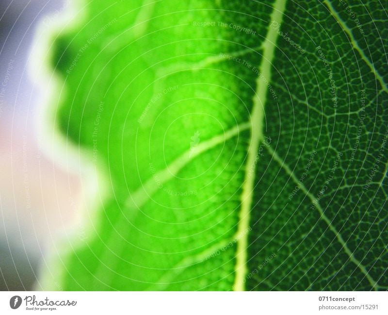 Blatt Pflanze grün glänzend Sonne