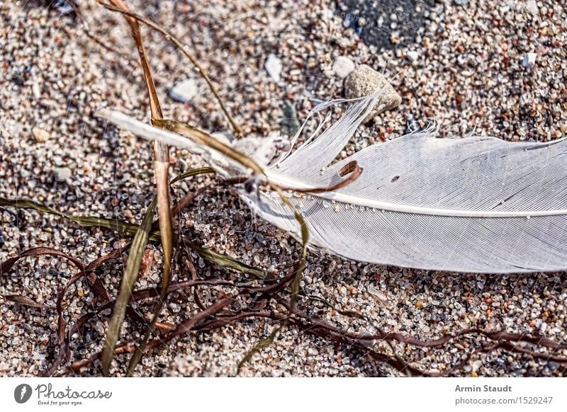 Federfund I ruhig Ferien & Urlaub & Reisen Strand Meer Insel Umwelt Natur Erde Sand Küste Ostsee Vogel liegen natürlich trocken Stimmung Strandgut alt verloren