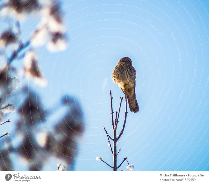 Ausblick Greifvogel Winter Schnee Umwelt Natur Tier Himmel Wolkenloser Himmel Sonnenlicht Wetter Schönes Wetter Pflanze Baum Wildtier Vogel Flügel 1 beobachten