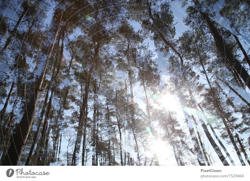 Waldlichtung Glück Wellness harmonisch Erholung Ferien & Urlaub & Reisen Tourismus wandern Landwirtschaft Forstwirtschaft Natur Landschaft Tier Pflanze Baum