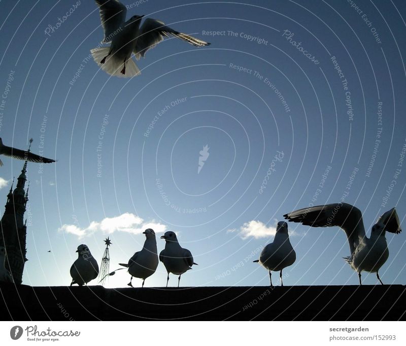 auf die plääätze . . . . fertig . . . . LOOOOOOOSSS!!! Möwe Schönes Wetter Mauer Silhouette Sonne flattern kalt Winter unten blau schwarz Gegenlicht Vogel