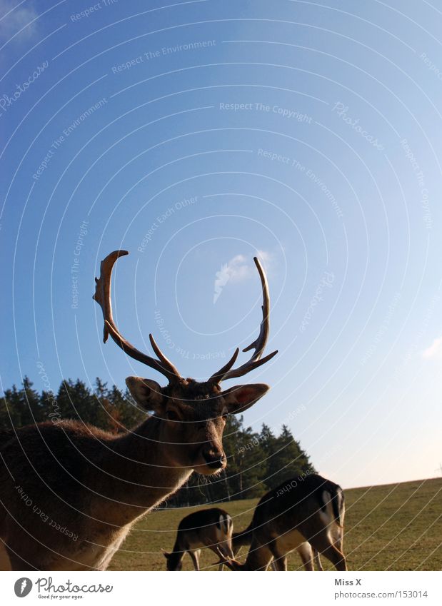 Einfach ins Bild gelaufen Farbfoto Außenaufnahme Winter Tier Wiese Wald Wildtier grün Hirsche Reh Rentier Horn Säugetier Rudi Tag