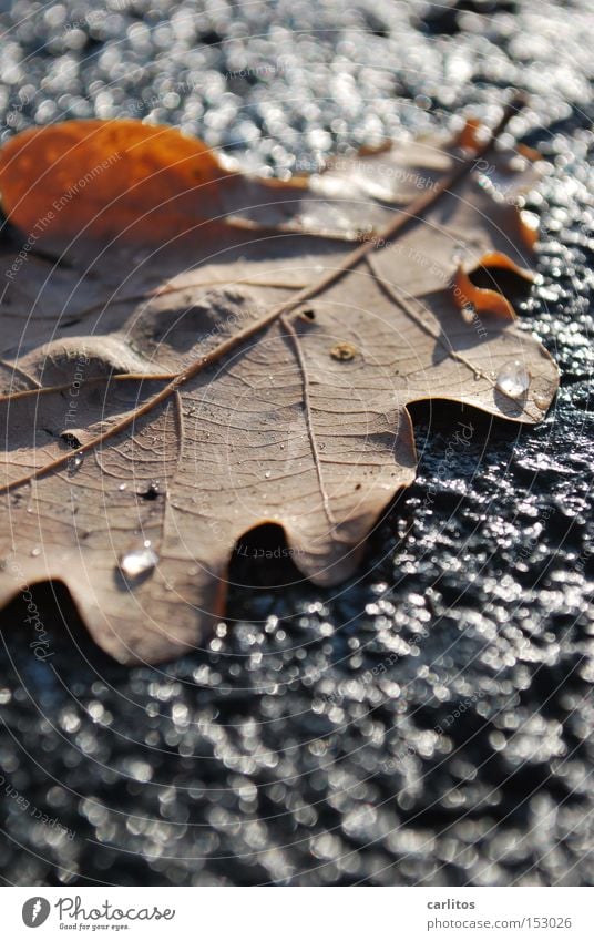 Einigkeit und Recht auf Freizeit Freiheit Eiche Blatt Eiskristall kalt Herbst Winter Rutschgefahr Tag der Deutschen Einheit Vaterland am Boden ausrutschen