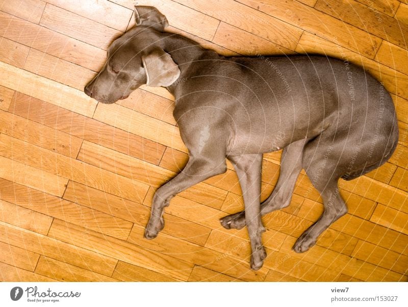 Pferdchen Hund liegen Bodenbelag Holz Parkett schlafen Halbschlaf Erholung Pause Fell Weimaraner Pfote Säugetier Ganzkörperaufnahme Haustier Haushund Rassehund