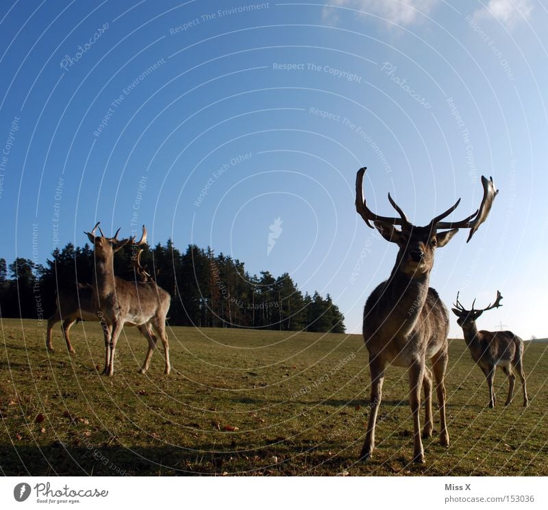 Rudi wünscht oah gsunds neis Farbfoto Außenaufnahme Winter Tier Wiese Wald Wildtier grün Hirsche Reh Rentier Horn Säugetier