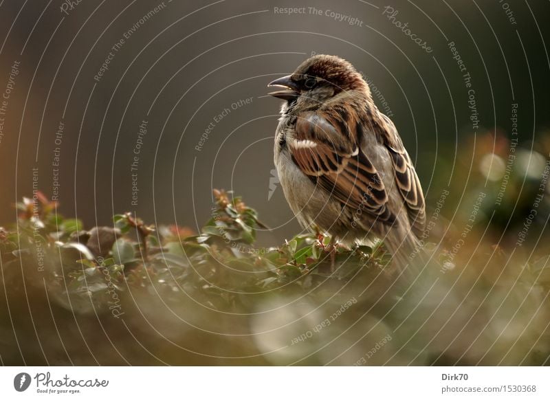 Pariser Spatz! Tier Schönes Wetter Pflanze Sträucher Hecke Garten Park Wildtier Vogel Haussperling Singvögel 1 hocken frech frei klein Neugier niedlich klug