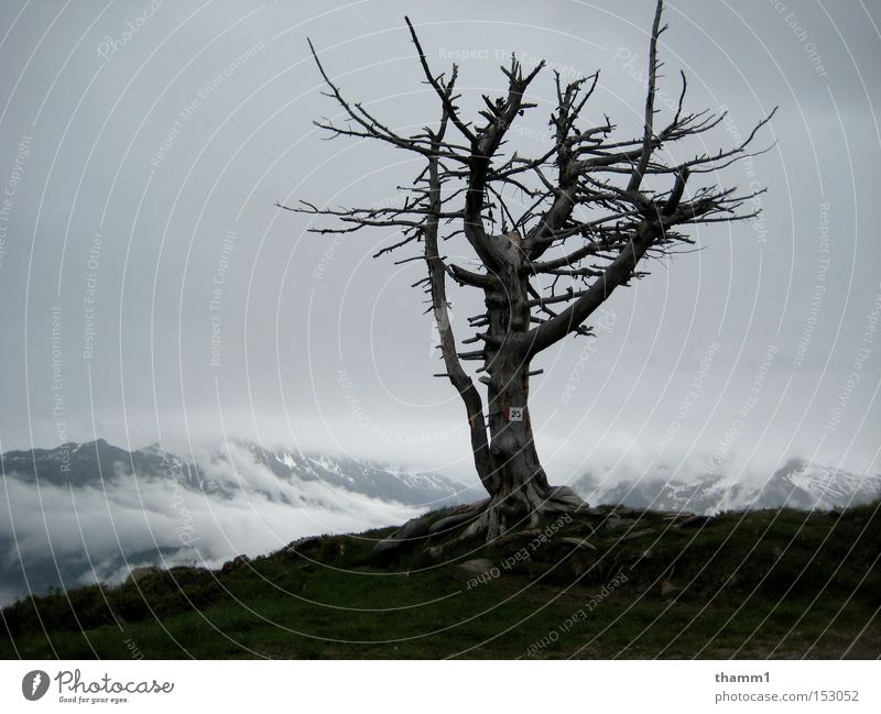 Einsamkeit Berge u. Gebirge Himmel Verfall Baum kahl Landschaft Trauer Verzweiflung