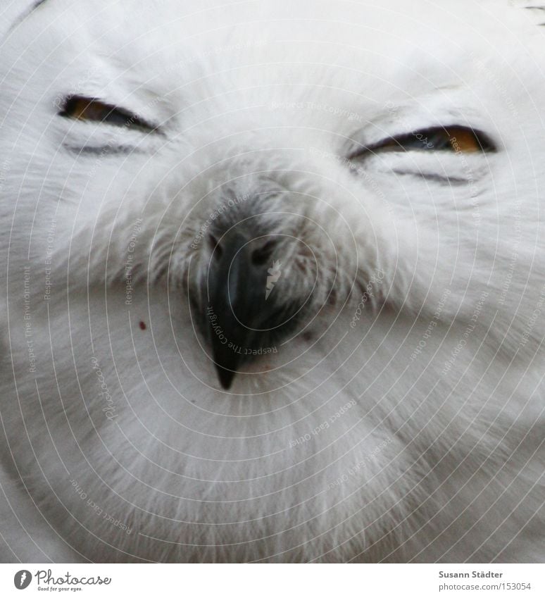 Schneeeulengesicht III Eulenvögel Zoo Auge Greifvogel Feder Fleck weiß Fell Schnabel schwarz gelb Winter kalt Vogel