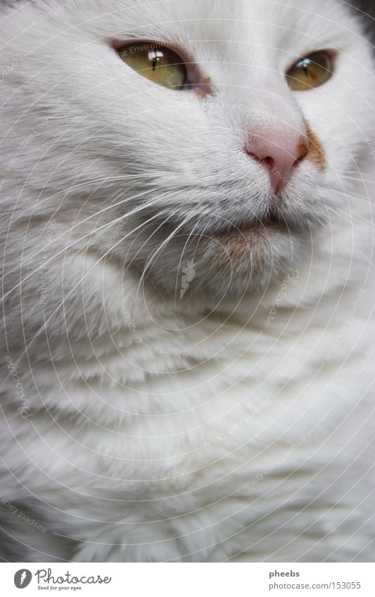 wolkengöttin die erste. Katze weiß Blick Miau Wolken Oberlippenbart Fell Tier herrscherisch