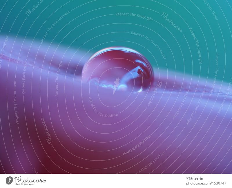 weich gebettet Natur Pflanze Urelemente Wasser Wassertropfen Regen Tulpe Blüte Tau Tropfen ästhetisch nass natürlich schön rosa türkis Vertrauen achtsam