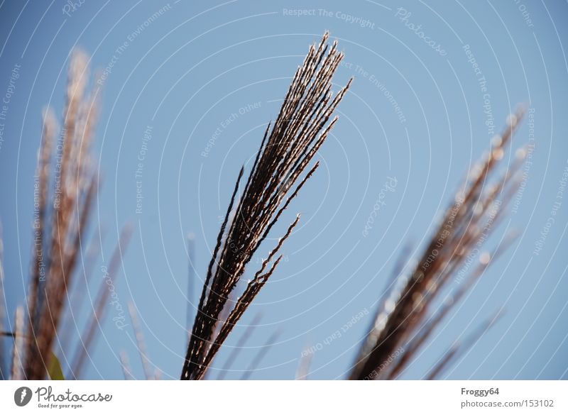 Wedel Gras Himmel blau Wiese zart Wind wiegen Unschärfe Sommer wedel