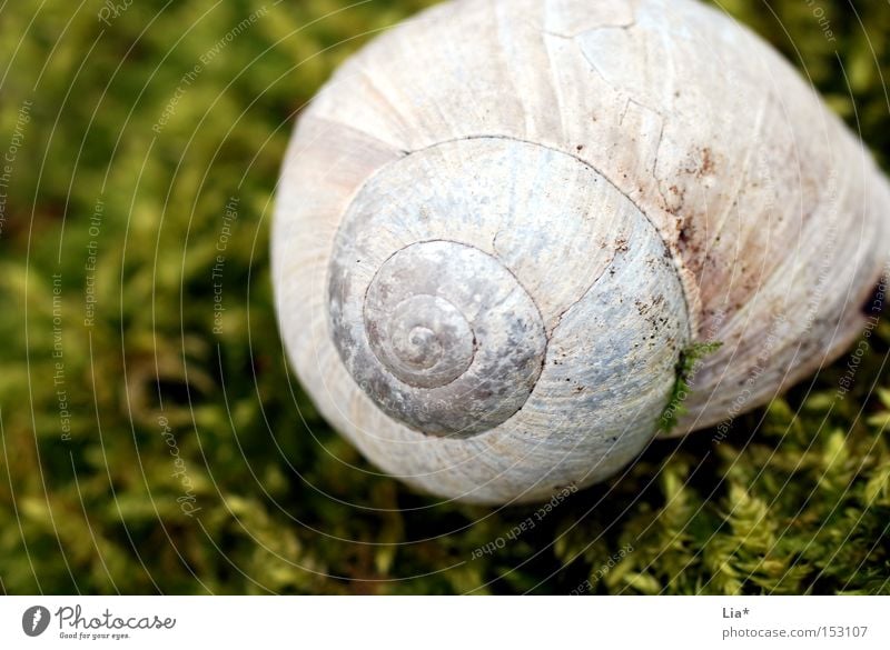 Schneckenhaus im Moos Haus Weinbergschnecken grün Märchenwald ruhig Makroaufnahme Detailaufnahme Natur Spirale finden Fundstück Nahaufnahme Park fund