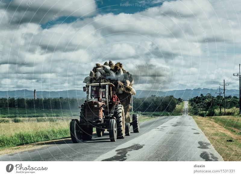 Zuckerrohrernte Tourismus Ferne Landwirtschaft Arbeitsplatz Forstwirtschaft Umwelt Natur Landschaft Pflanze Himmel Wolken Nutzpflanze Feld Kuba Mittelamerika