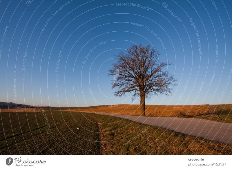 Streckenposten ll Baum Winter Straße Verkehr Wolken Himmel Wiese Feld Landwirtschaft bebauen Weitwinkel Baumstamm Ast Fußweg