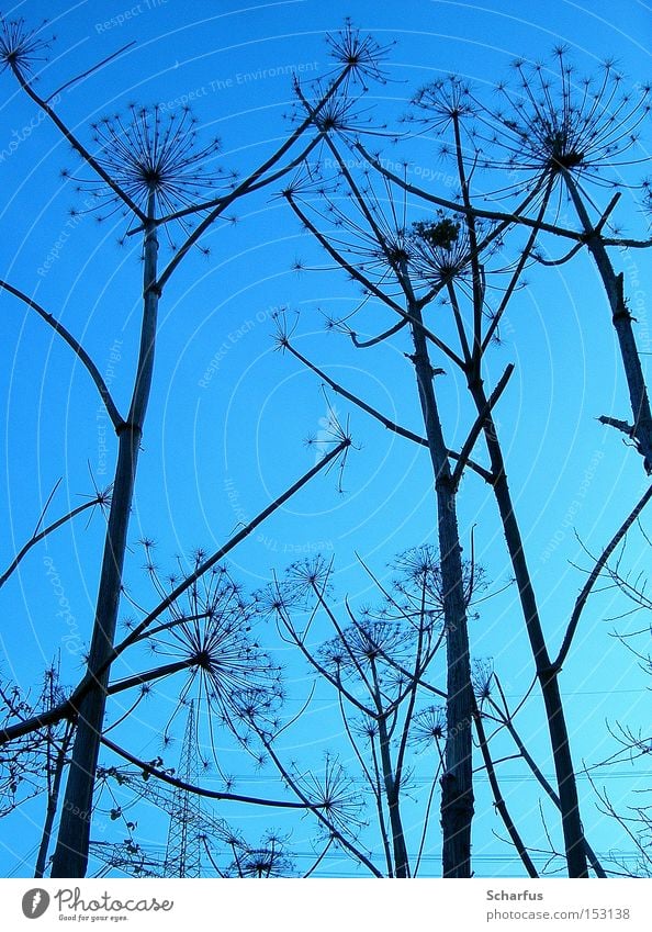 dem Himmel entgegen... Farbfoto Außenaufnahme Detailaufnahme abstrakt Dämmerung Schatten Silhouette Starke Tiefenschärfe Froschperspektive ruhig Winter Natur