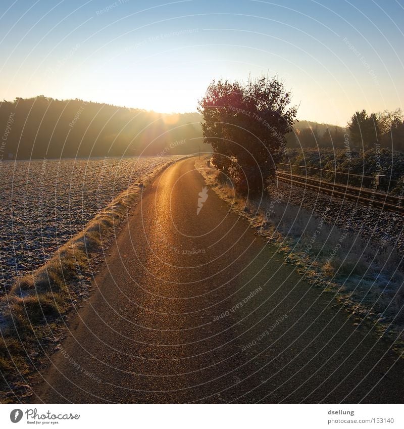 Morgensonne Winter Sonne Straße Gleise glänzend Gegenlicht kalt frisch Himmel Schönes Wetter Gold Mund Kleinbahn Wald Baum Sträucher niedlich Blendenfleck Feld