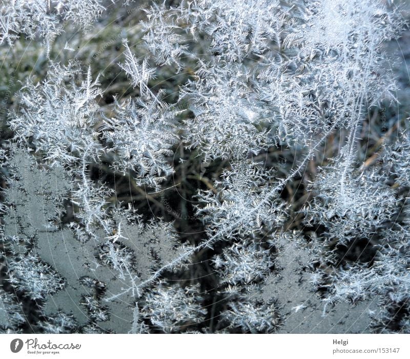 Winter-Blümchen Eis kalt Frost Blume Eisblumen frieren Fensterscheibe Muster weiß Dezember Januar Februar Makroaufnahme Nahaufnahme Helgi