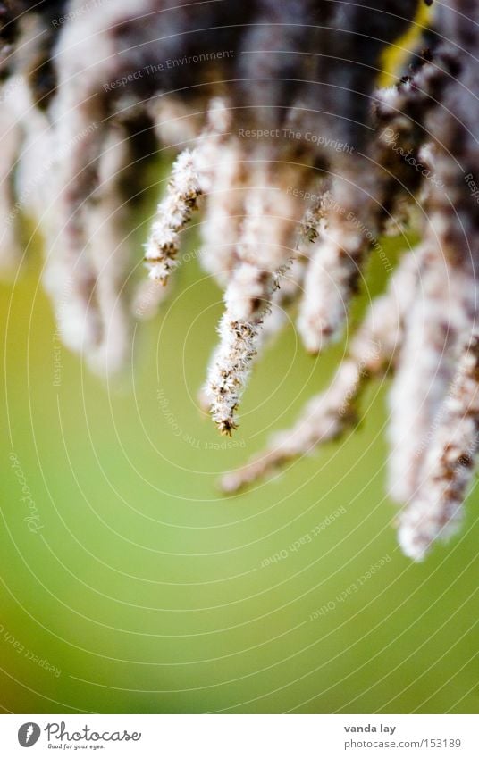 Flauschige Zapfen weich grün Natur Wolle Pflanze Makroaufnahme Blume Kanadische Goldrute Herbst herbstlich Blatt schön Nahaufnahme