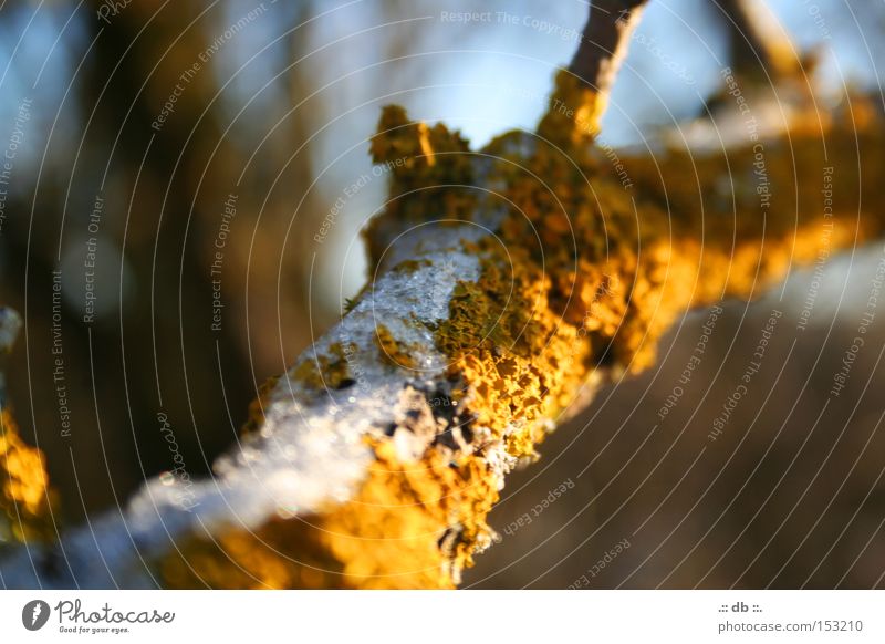 .:: WINTERzauber ::. Winter grün Baum Ast Kontrast Unschärfe Schnee