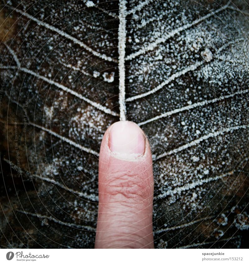 Am Puls der Zeit Finger Blatt Gefäße Blattadern Winter Frost kalt Raureif Gefühle messen Verfall ruhig Pulsschlag Schnee