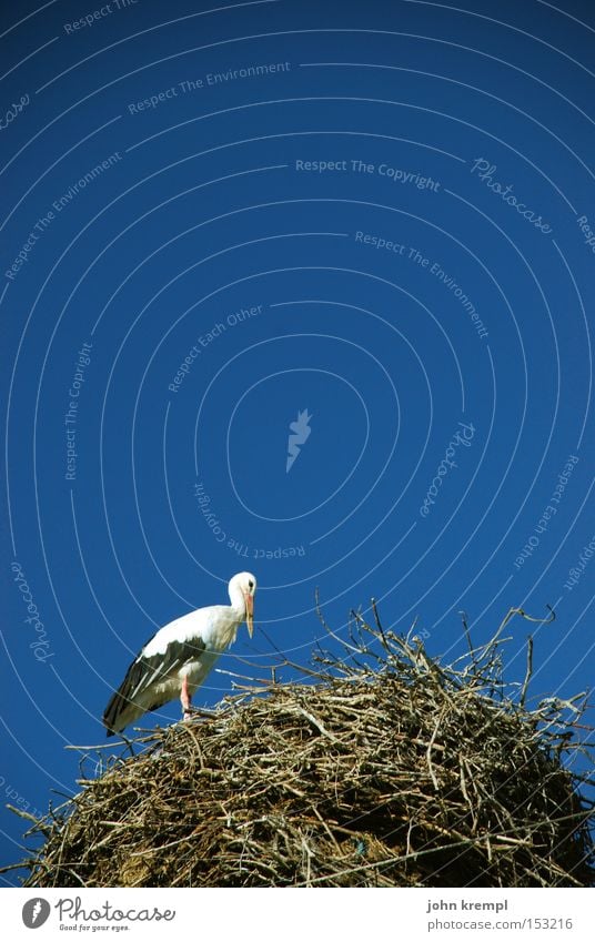 nestchen Storch Nest Himmel blau Vogel Nestbau schwanger