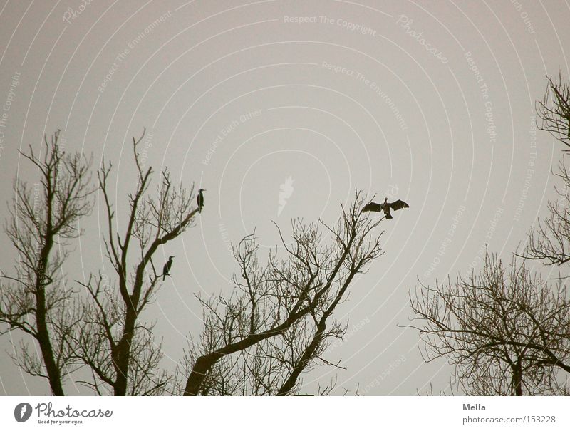 Trockenübungen Umwelt Natur Baum Tier Vogel Flügel Kormoran 3 hocken sitzen natürlich trist grau Baumkrone Geäst ausbreiten trocknen Farbfoto Gedeckte Farben