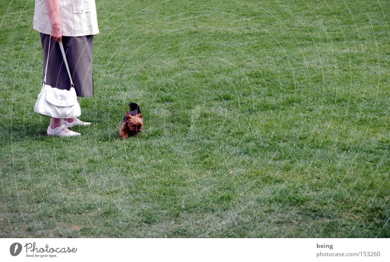 holt Stöckchen Senior Freude Weiblicher Senior mit Handtasche führt ihren kleinen Hund auf einer Wiese Gassi Der Kläffer tollt ohne Leine Zum Glück nicht durch