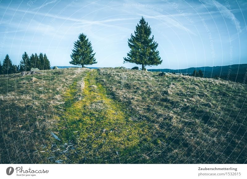 2 Bäume Natur Landschaft Hügel Berge u. Gebirge Wege & Pfade gehen hoch Zusammensein Neugier Abenteuer Bewegung Horizont Klima Kontakt Feldberg Schwarzwald