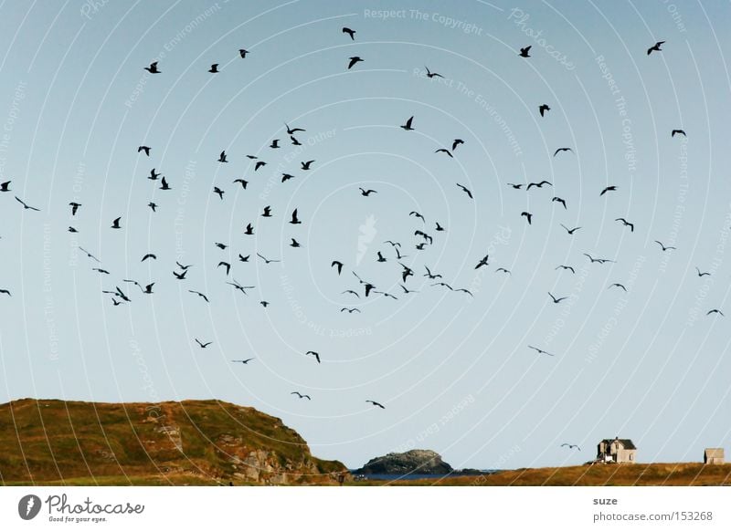 Haus am Meer Freiheit Umwelt Natur Landschaft Pflanze Urelemente Luft Himmel Wolkenloser Himmel Horizont Sommer Schönes Wetter Küste Tier Wildtier Vogel Schwarm