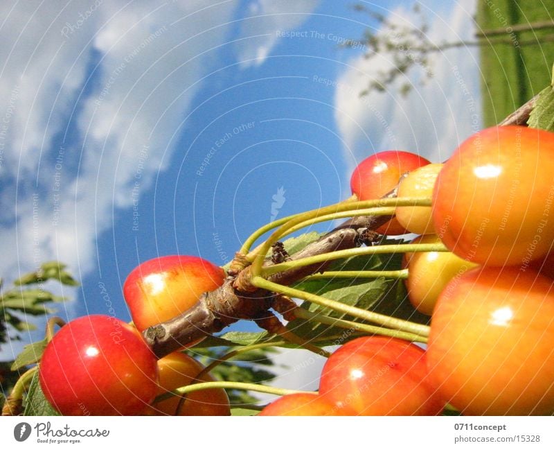 Kirschen ernten rot gelb Baum Wolken Sommer Stengel Himmel Ernte