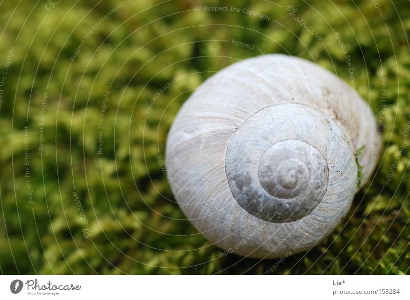 Im Moos nix los Schneckenhaus Haus Weinbergschnecken grün Märchenwald ruhig Makroaufnahme Detailaufnahme Natur Spirale finden Fundstück Nahaufnahme