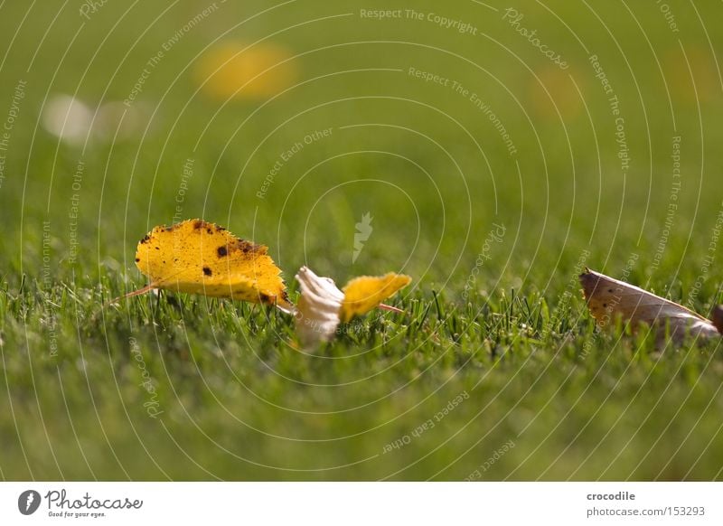 Laub Blatt Herbst Rasen Gras Halm Unschärfe Ferne Tod Frieden bokee tele welk