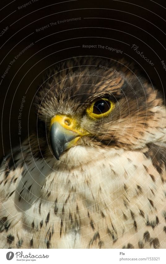 Turmfalke Falken Greifvogel Vogel Schnabel Vogelportrait Falkenportrait