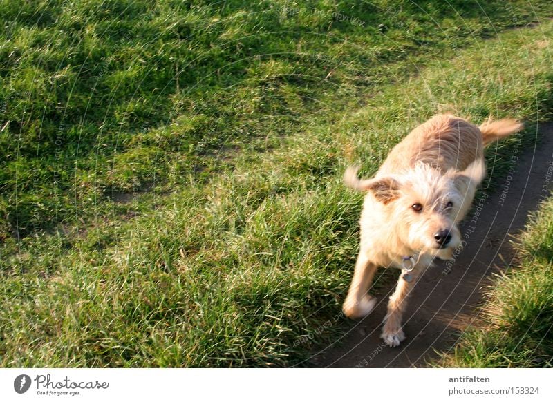 Kommt ein Hund um die Ecke Wiese Rasen Wege & Pfade Schnauze Ohr Pfote Rhein Düsseldorf Schwung laufen springen Sommer Herbst grün Freude Tier Straßenhund