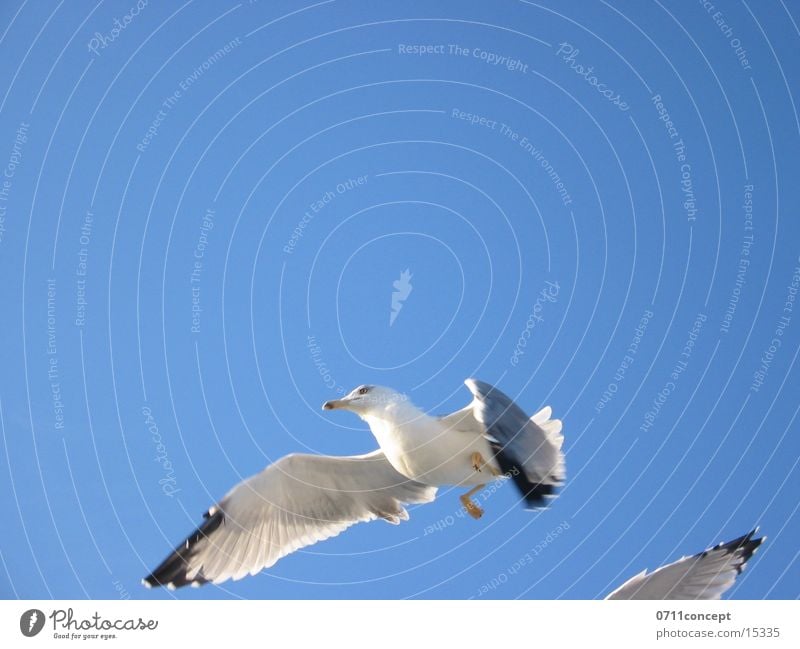 Landeanflug gleiten Vogel Möve Feiheit frei fliegen Luftverkehr Flügel