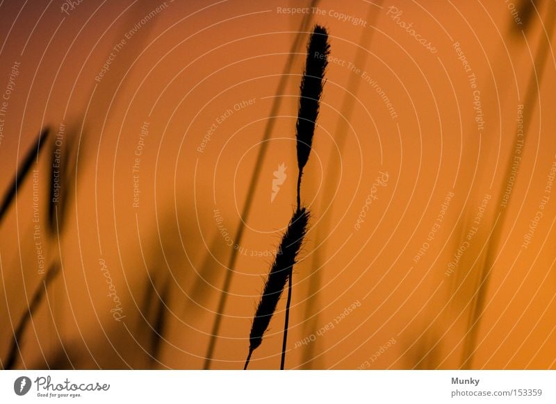 Schräglage Gras Ehre Sonnenuntergang Licht Schatten Silhouette Unschärfe orange schwarz Wiese Ehren