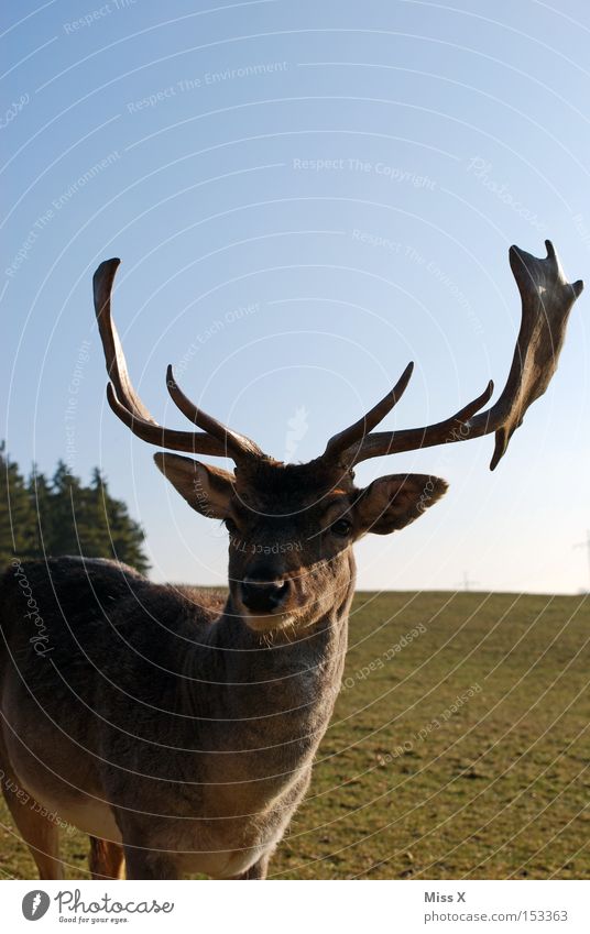 und täglich grüßt der Hirsch Farbfoto Außenaufnahme Winter Tier Wiese Wildtier grün Hirsche Reh Rentier Horn Säugetier Rudi Tag