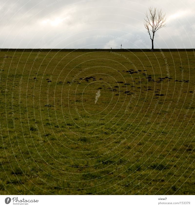 MaulwurfCity Baum Wiese Feld Horizont Wetter Himmel trist Einsamkeit frei ruhig Herbst Winter Erde Langeweile Maulwurfshügel