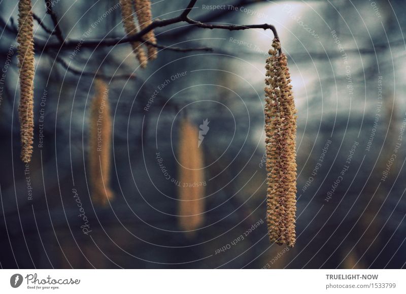 Pollenalarm! Umwelt Natur Landschaft Pflanze Frühling Baum Blüte Wildpflanze Birkenblüten Birkenzweig Park Wald Blühend hängen verblüht Wachstum frei