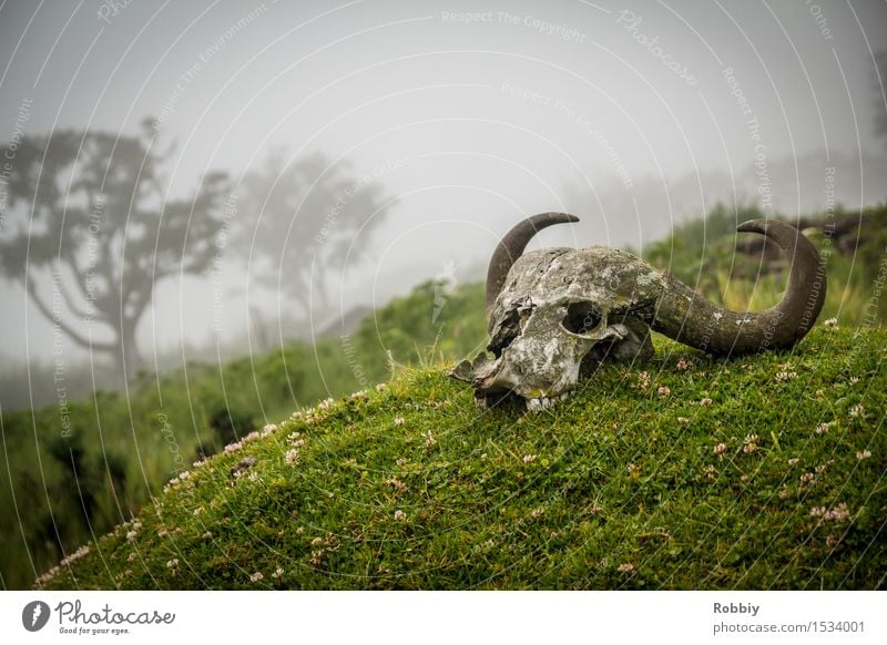 Büffelfriedhof Natur Landschaft Nebel Gras Hügel Horn Tierschädel Aggression bedrohlich dunkel gruselig Tod Angst gefährlich Abenteuer Endzeitstimmung Leben