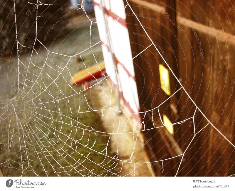 Pfui Spinne! Spinnennetz Fenster Netz Tor