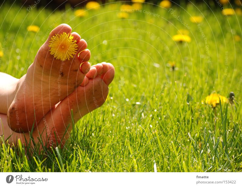 Sommer Wiese Blume Blüte Löwenzahn Ferien & Urlaub & Reisen Erholung Fuß Freude