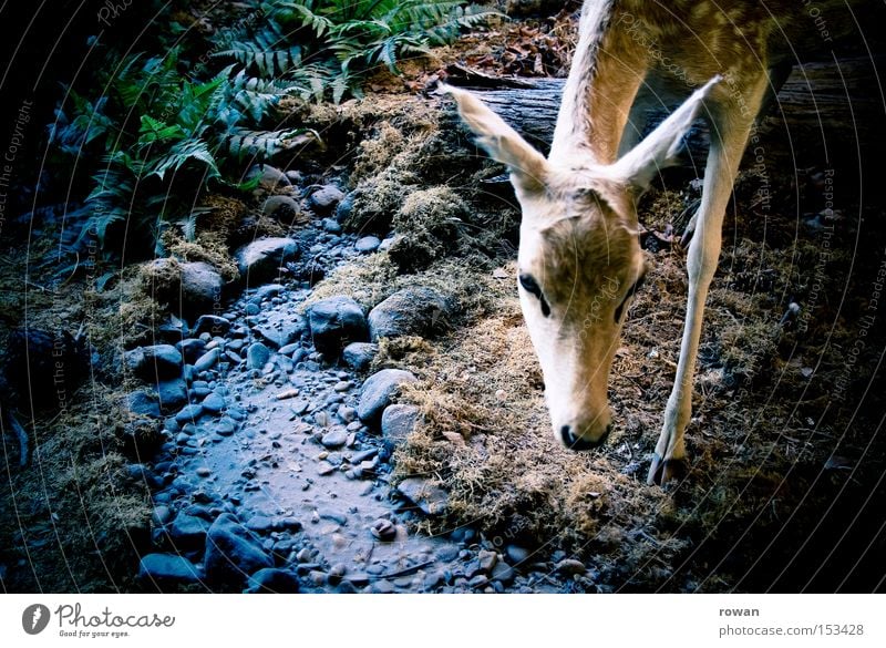 bambi Reh Bambi Wald Rehkitz Wildnis Wildfleisch zart Schwäche Hirsche Jagd Beute Jäger Säugetier Waldleben